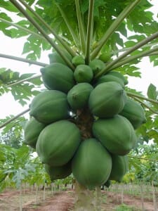 Papaya