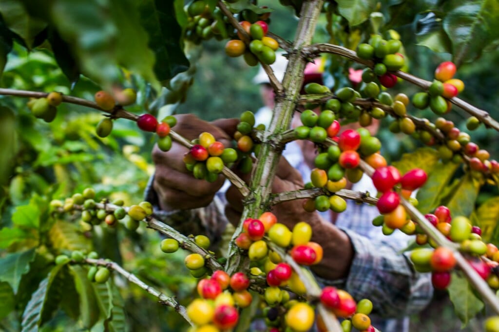 Ethiopia coffee production