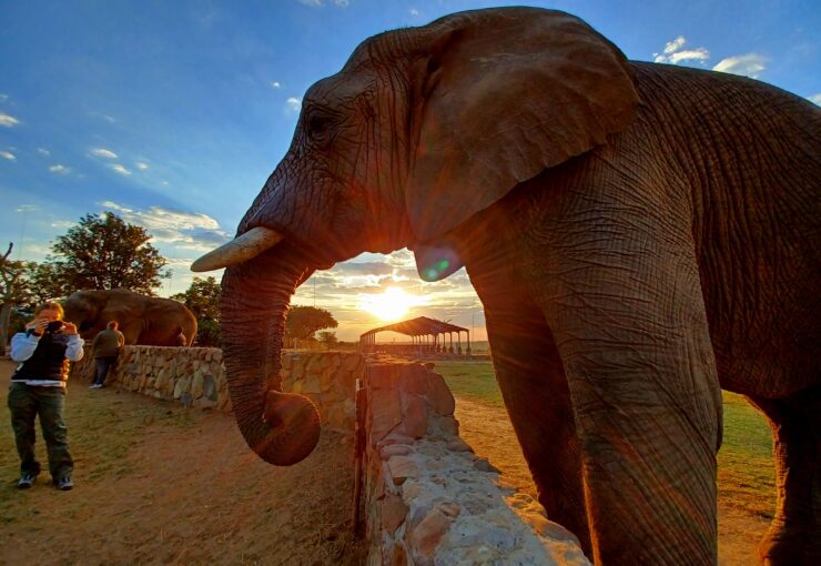 African elephants, as big as they come