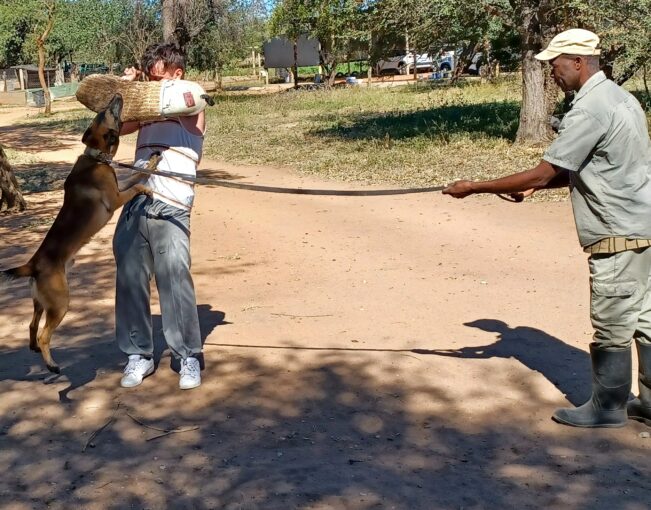 Anti-poaching training. A tourist simulating a dog attack