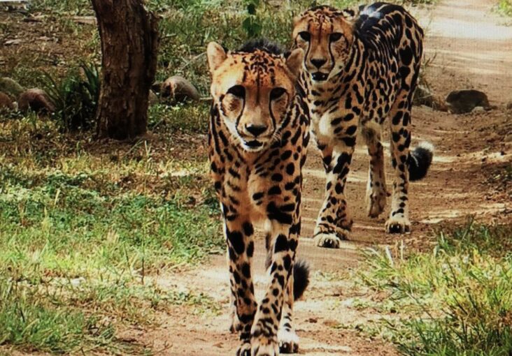 Cheetahs at The Hoedspruit Endangered Species Centre in South Africa