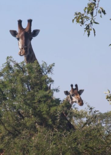 Giraffes enjoying the thorns...until the ants bite their tongue