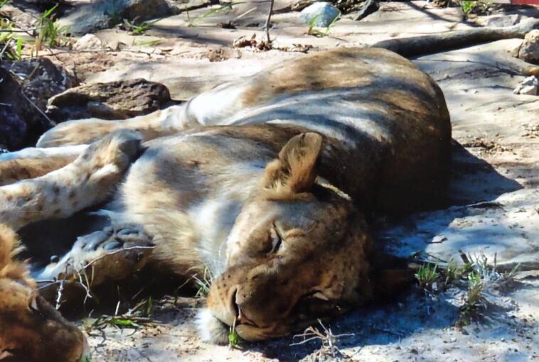 Lions fast asleep