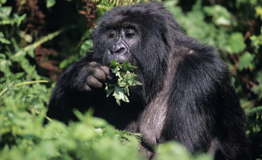 A view of the rainforest in Central Africa (Photo Anup ShahDigital VisionGetty Images )