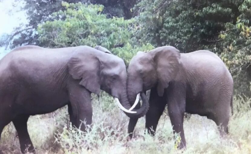 Brotherly elephant fight