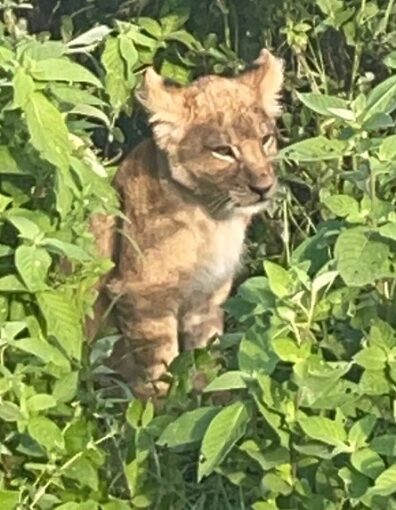 A cute cub checking us out from the thornbush