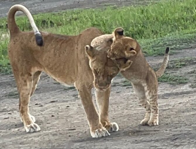 Cub and motherr at play