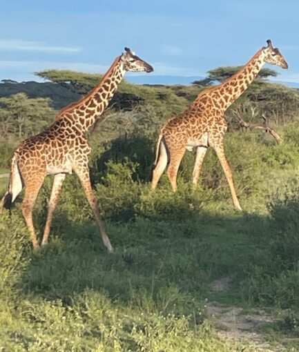 Giraffes