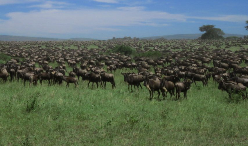 1300000 wildebeest migrate continuously up and down th Serengeti plain