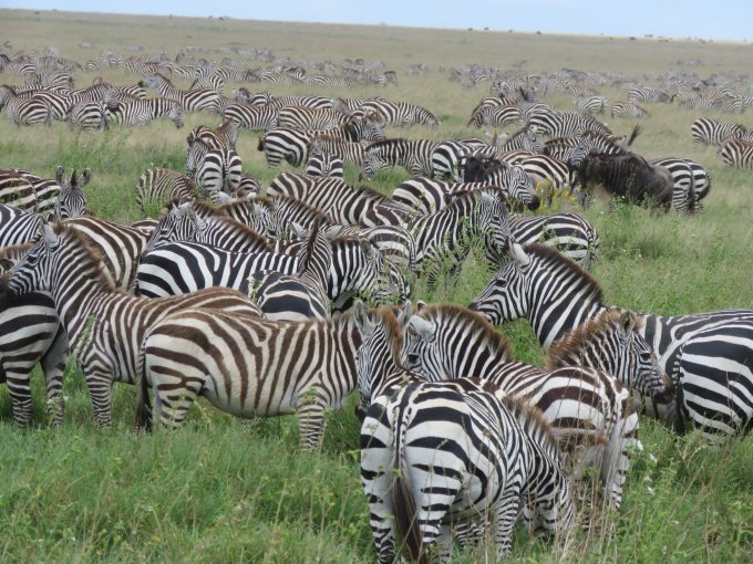 300000 zebra accompany the million wildebeest on their migration.