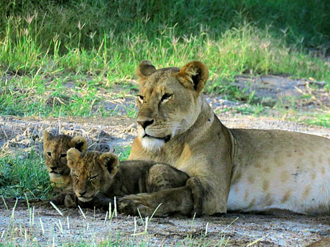 A lioness and her cute cubs
