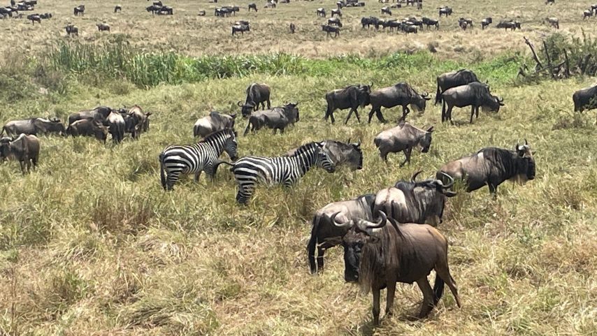Wildebeests and zebras having a meal together