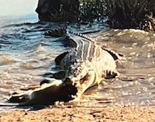 A crocodile holding a monkey in its mouth