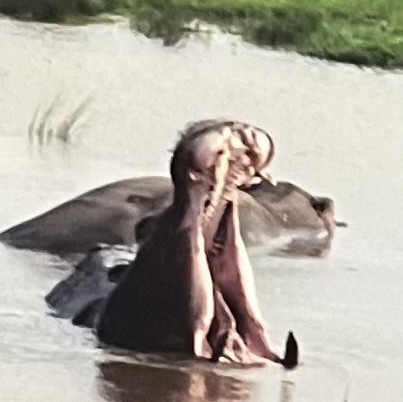 A mouth-opened hipp performing a mock bite