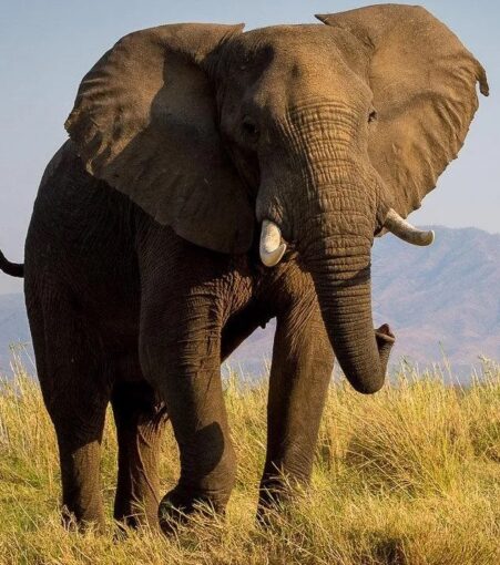 Elephant charging