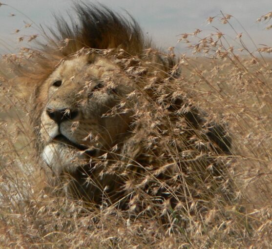 Lion