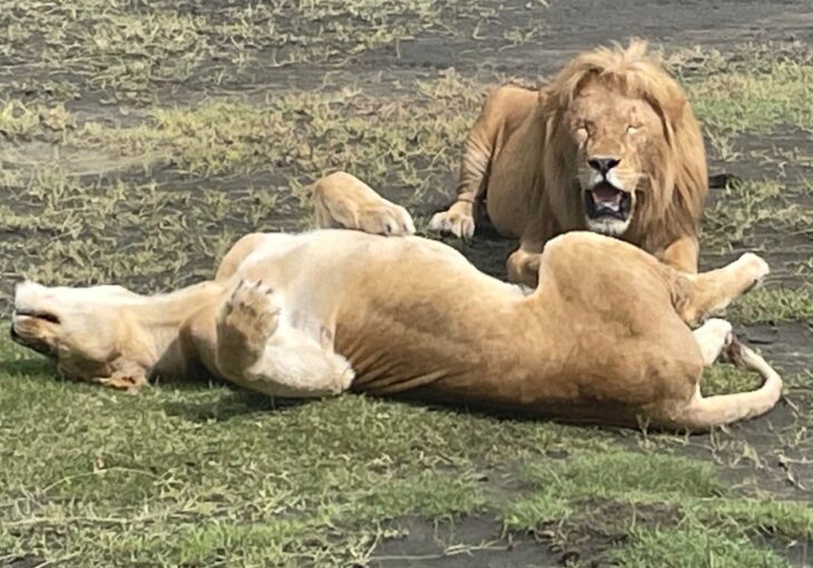 Lions sleeping after a night of hunting. Look at the eyes!