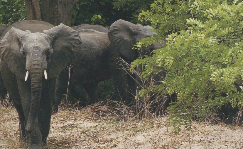 A herd of elephants in Yankari National Park.