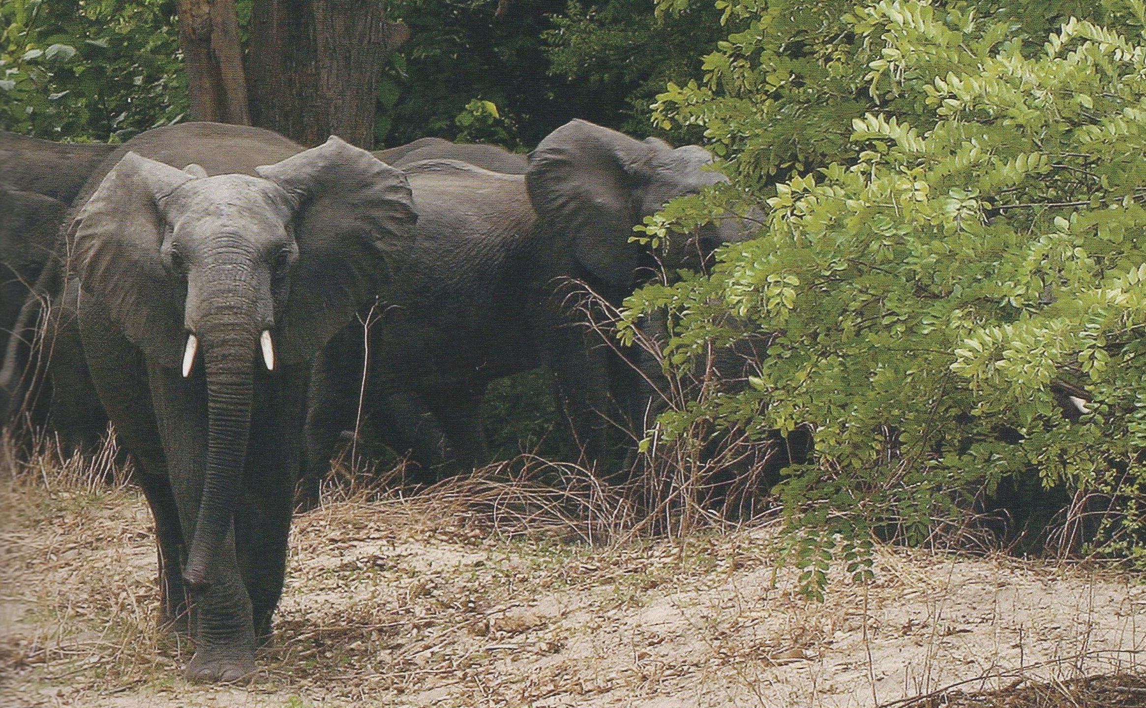 A herd of elephants in Yankarai National Park.