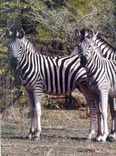 Zebras in the Yankari National Park, in Bauchi state.
